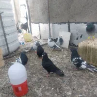 فروش کفار ارزان