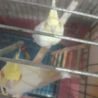 یک جفت عروس هلندی کشیده وبلند