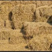 علوفه بیجار خشک