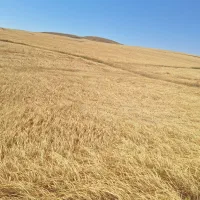 کاه