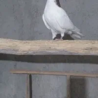 سیاپوش|پرنده|قزوین, |دیوار