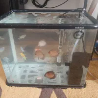 آکواریوم شیشه‌خم ماهیران|ماهی|ارومیه, |دیوار