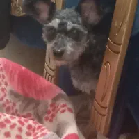 با سلام ۱عدد توله سگ نر واگذاری|سگ|شاهین‌شهر, پارک بانک استان|دیوار