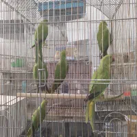 شش تا جوجه طوطی ملنگو چهار پنج ماهه