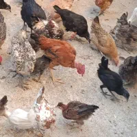 فروش جوجه محلی