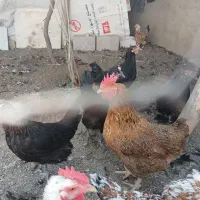 مرغ بومی|حیوانات مزرعه|باغ بهادران, |دیوار