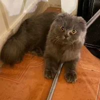 گربه اسکاتیش لانگ هیر