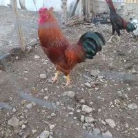 خروس محلی چهل تاج
