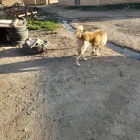 به خاطر ناسازگاری ونبودن جا به فروش می‌رسد