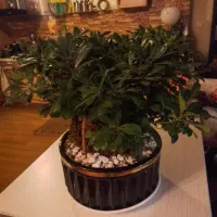 بن سای زاموفیلیا|گل و گیاه طبیعی|تهران, میرداماد|دیوار