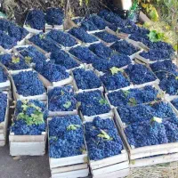 نهال انواع انگور با قیمت استثنایی