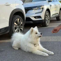نژاد ساموید ماده