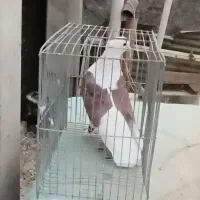 کبوتر دوکت|پرنده|فلاورجان, |دیوار