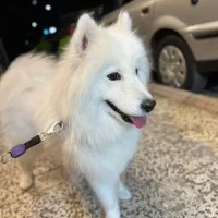 سگ سامویید ماده