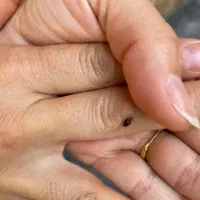 سمپاشی ساس وسوسک با ضمانت کتبی