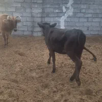 ۲راس گوساله فروشی|حیوانات مزرعه|جیرفت, |دیوار