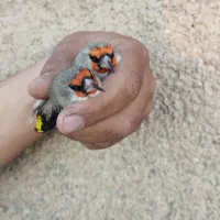 سهره