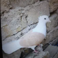 کفتر رنگی دوکتی و دم سفید و پلاس و پرشی....|پرنده|قم, دروازه ری|دیوار