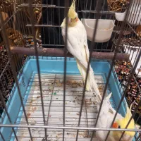 دو عدد عروس هلندی نر و ماده