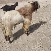 نری  درجه یک