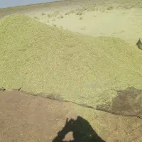 خارشتر|گل و گیاه طبیعی|سبزوار, رباط|دیوار