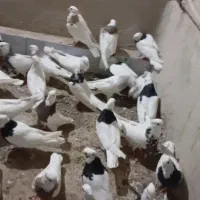 طوقی انواع مدل