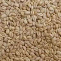 گندم کوه دشت صاف بذری