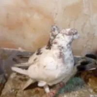 چن جفت کفتر|حیوانات|نظرآباد, نجم آباد|دیوار