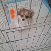 پامر روباهی ماده ۵ ماهه