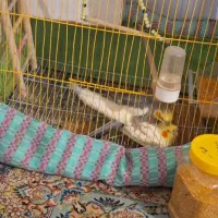 جفت عروس هلندی|پرنده|بجنورد, |دیوار