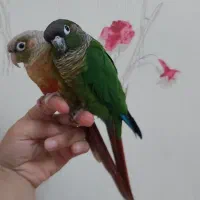 فروش پرنده|پرنده|خوانسار, |دیوار