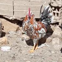 خروس گلین ۷ماهه