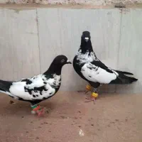 کفتر کلاغ کربلایی و ابلق افغانی