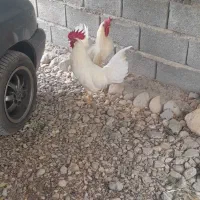 ۲عدد خروس یکساله