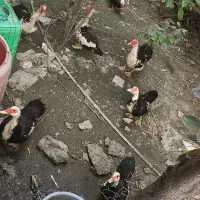 مرغ برهما و اردک اسراییلی