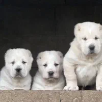 الابای‌ کیفیت‌بالا سنگین وزن و درشت بازدید حضوری