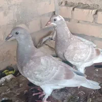 تعدادی کبوتر.معاوضه با مرغ