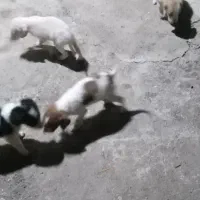 واگذاری چند عددطوله سگ|سگ|صومعه‌سرا, |دیوار