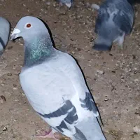 کبوتر پرشی|پرنده|مشهد, احمدآباد|دیوار