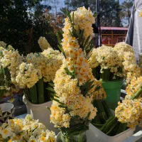 گل نرگس و عطر درجه یک نرگس