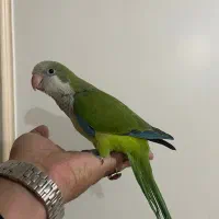 راهب|پرنده|قم, هنرستان|دیوار