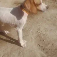 واگذار طوله|سگ|فراغی, |دیوار