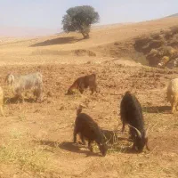 3راس بز ابستن،