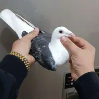 دوکت پلاکی نر