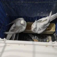 عروس هلندی دوکت البینو