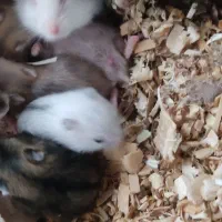 بچه همستر و همستر|موش و خرگوش|تهران, زهتابی|دیوار