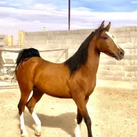 اسب مادیان زیبا درهشوری