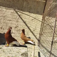 کبوتر دوم سفید