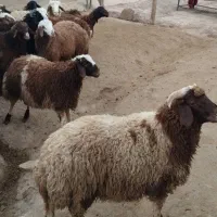 بره نو پروار تمام