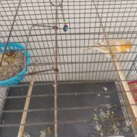 قناری نرو ماده|پرنده|هشتگرد, قاسم آباد بزرگ|دیوار